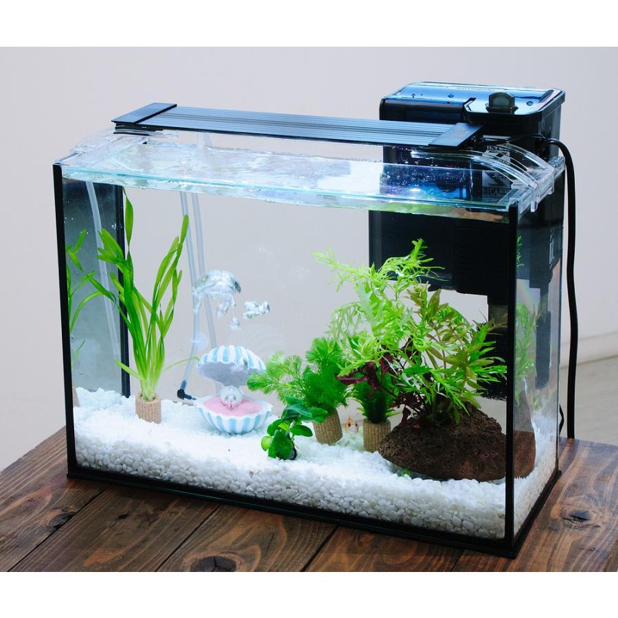 国産金魚）（水草）簡単ピンポンパール飼育水草レイアウトセット 