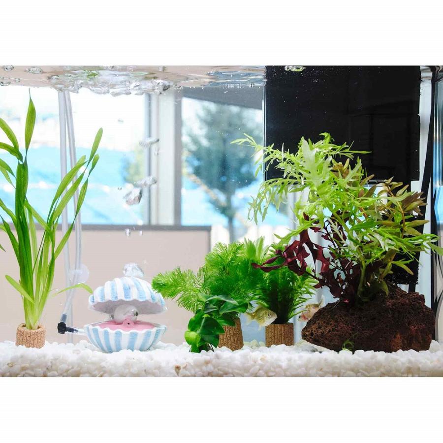 国産金魚）（水草）簡単ピンポンパール飼育水草レイアウトセット