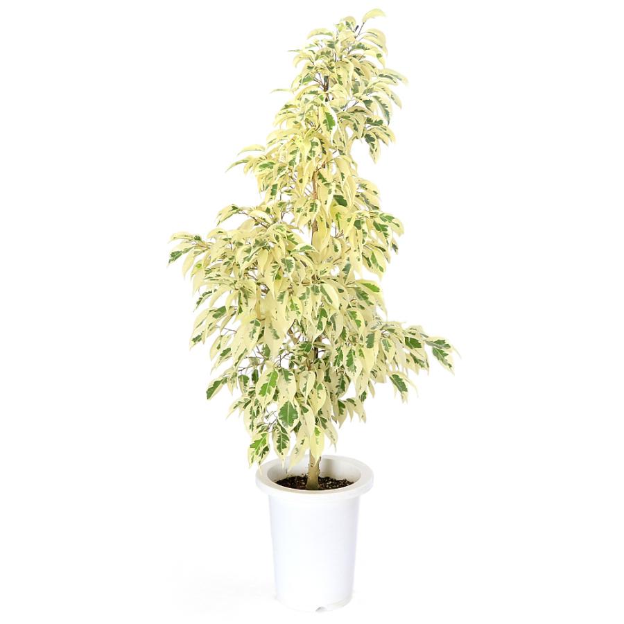 観葉植物）フィカス ベンジャミン スターライト 7号（1鉢