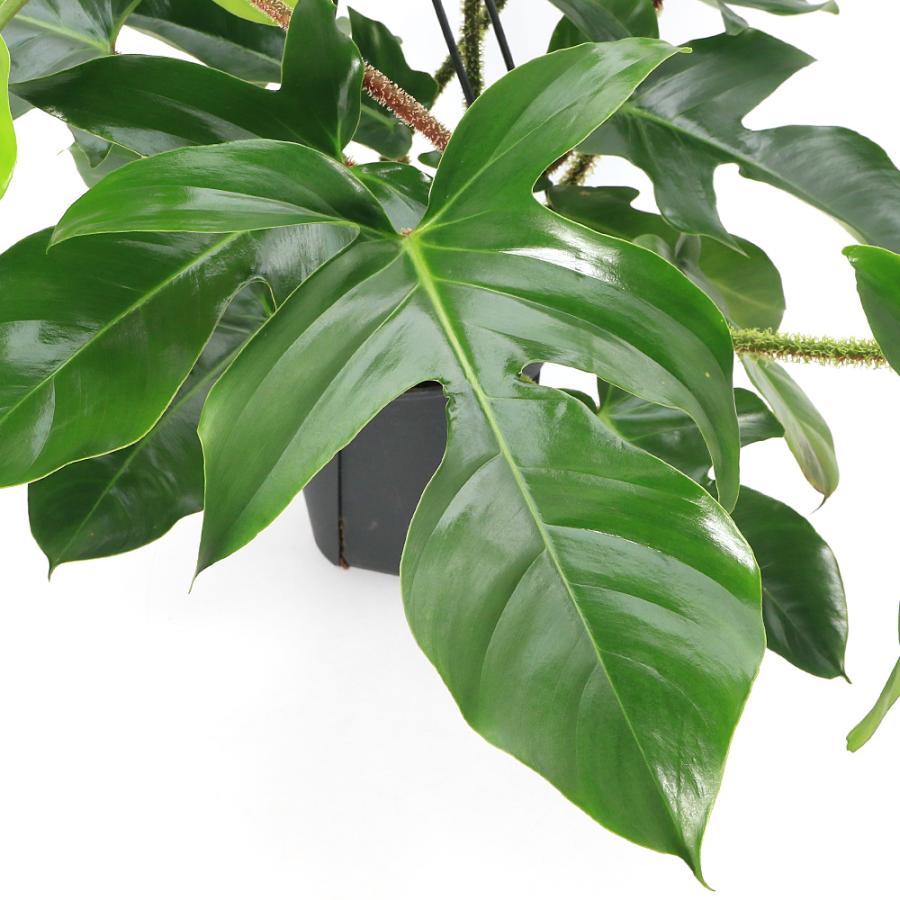 観葉植物）フィロデンドロン スクアミフェルム 5号（1鉢） 吊り鉢