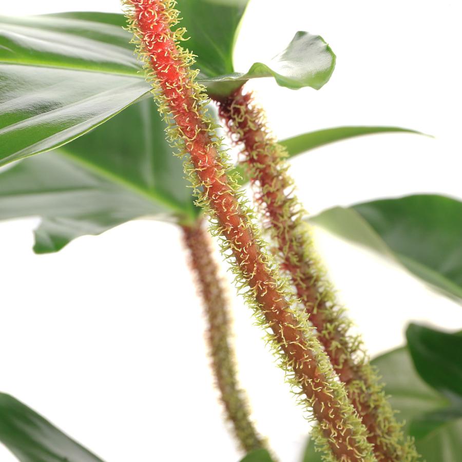 観葉植物）フィロデンドロン スクアミフェルム 5号（1鉢） 吊り鉢