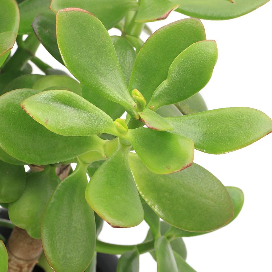 多肉植物）クラッスラ 花月（金のなる木） 8号（1鉢） : チャーム