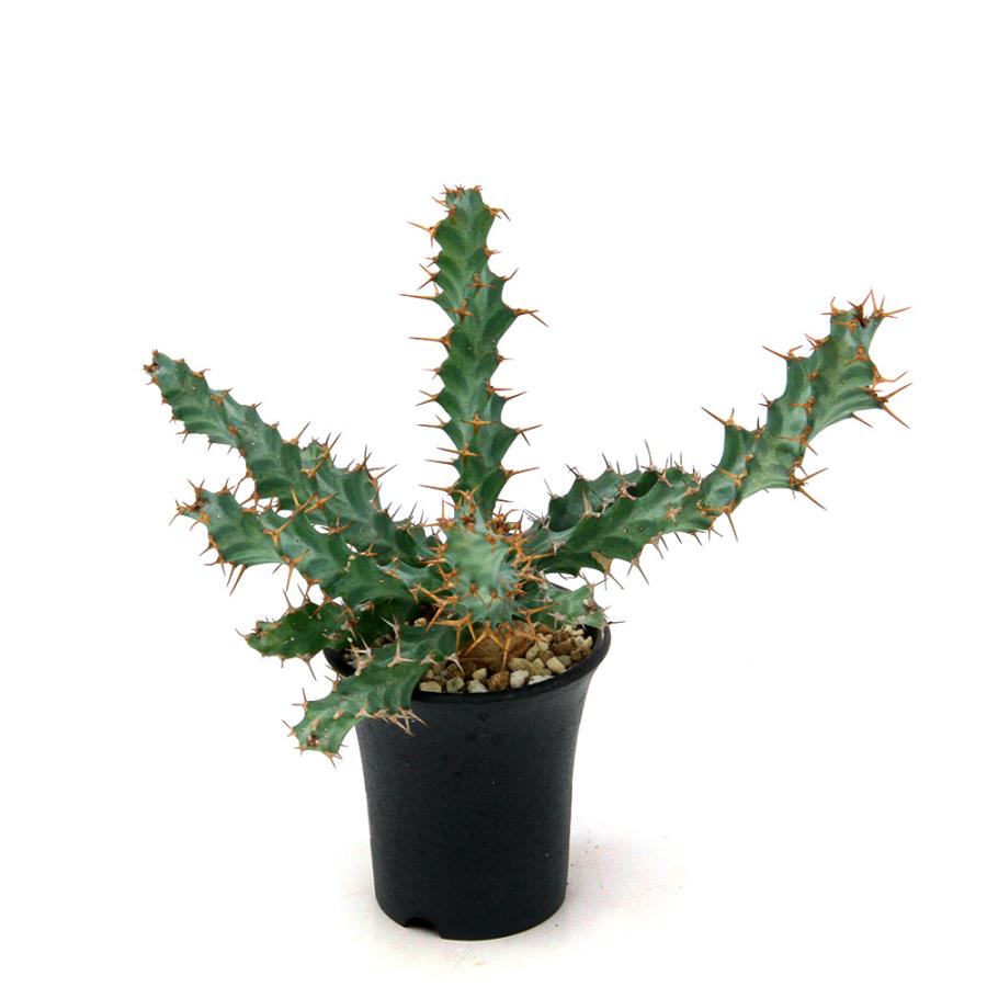 ユーフォルビア クラビゲラ 実生 ユーフォルビア クラビゲラ 【実生】 RFHK25011504 | RAFLUM / ラフラ