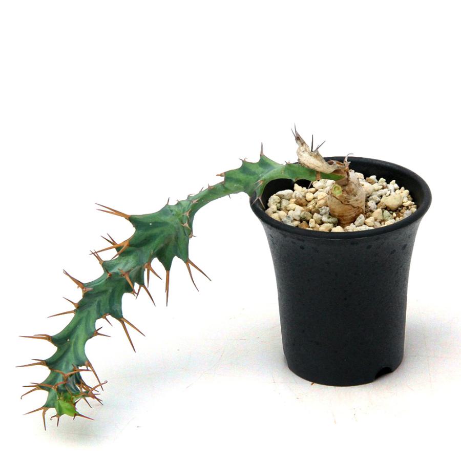 多肉植物）一点物 ユーフォルビア クラビゲラ 実生 2．5号（1鉢