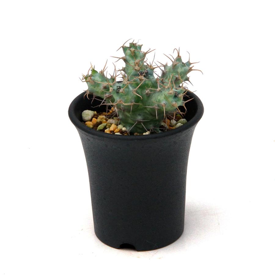 多肉植物）一点物 ユーフォルビア ポンデローサ 2．5号（1鉢