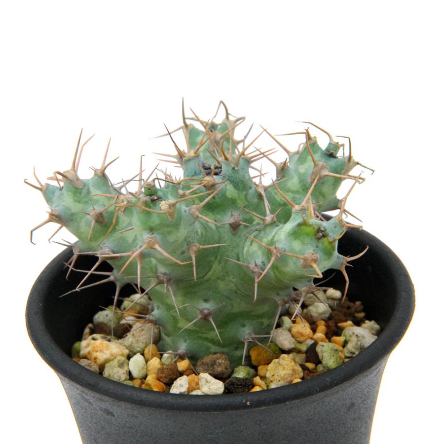 多肉植物）一点物 ユーフォルビア ポンデローサ 2．5号（1鉢