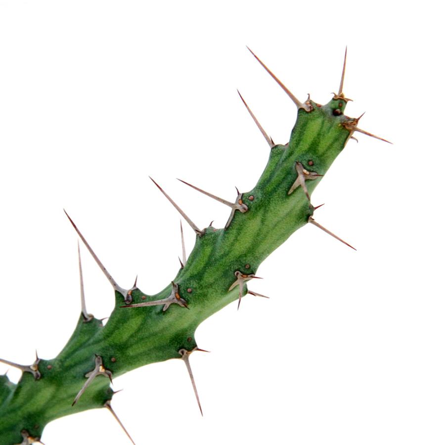 多肉植物）一点物 ユーフォルビア シミリラメア 2．5号（1鉢