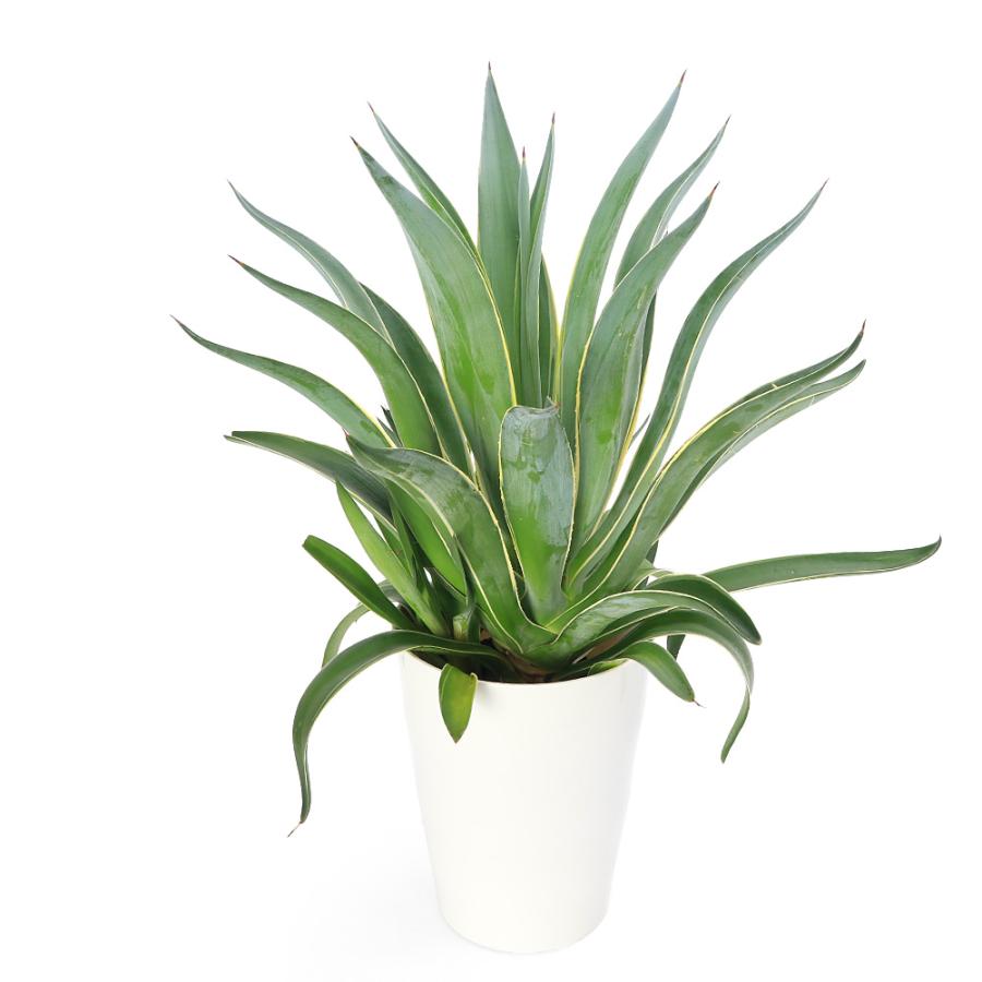 観葉植物）アガベ ベネズエラ 7号（1鉢） : チャーム charm ヤフー店