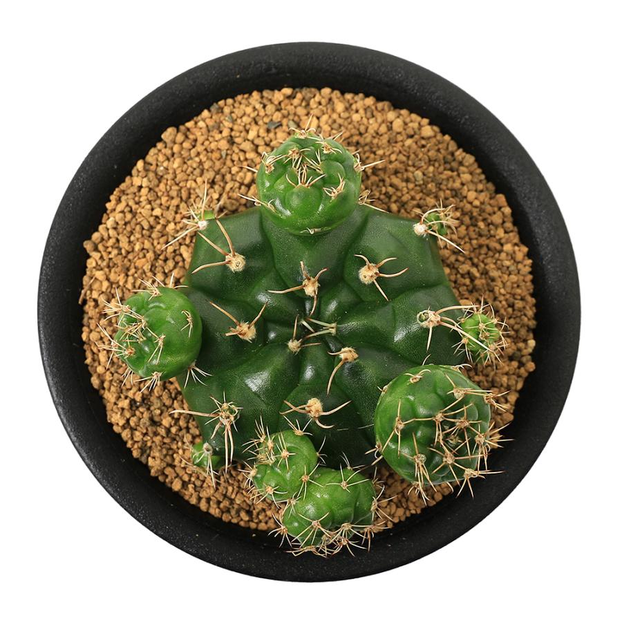 多肉植物）サボテン ギムノカリキウム トニー モンスト 3号（1鉢
