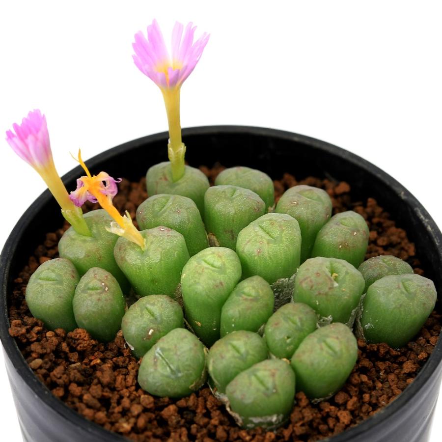 コノフィツム グロボーサムConophytum globosum ぽってり唇 コノフィツム グロボーサムConophytum globosum ぽってり唇 - メルカリ