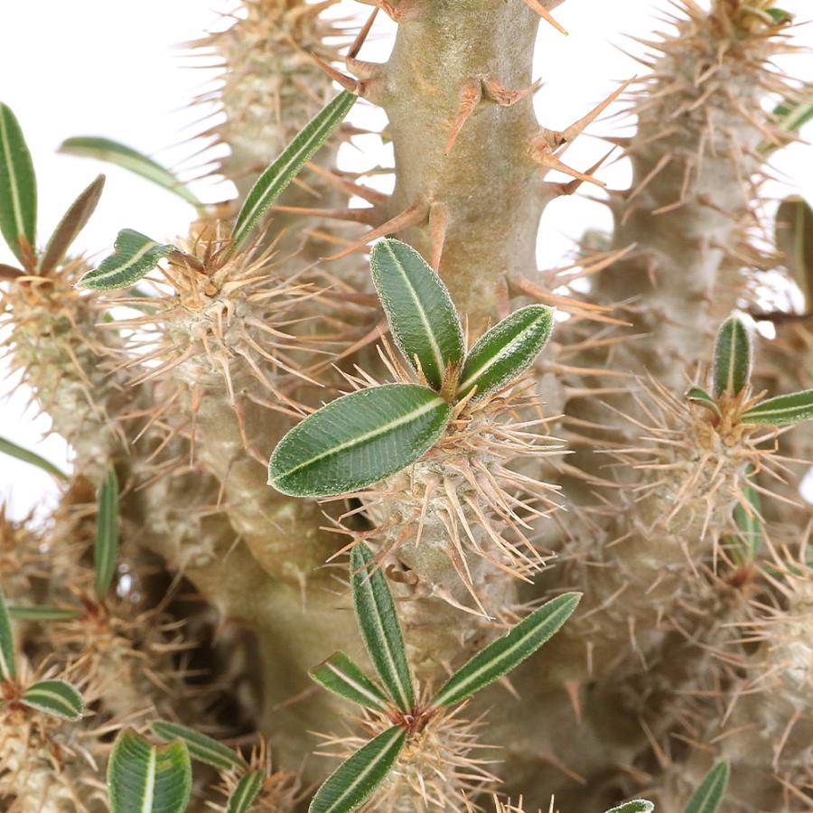 観葉植物）パキポディウム ロスラーツム カクチペス 4号（1鉢