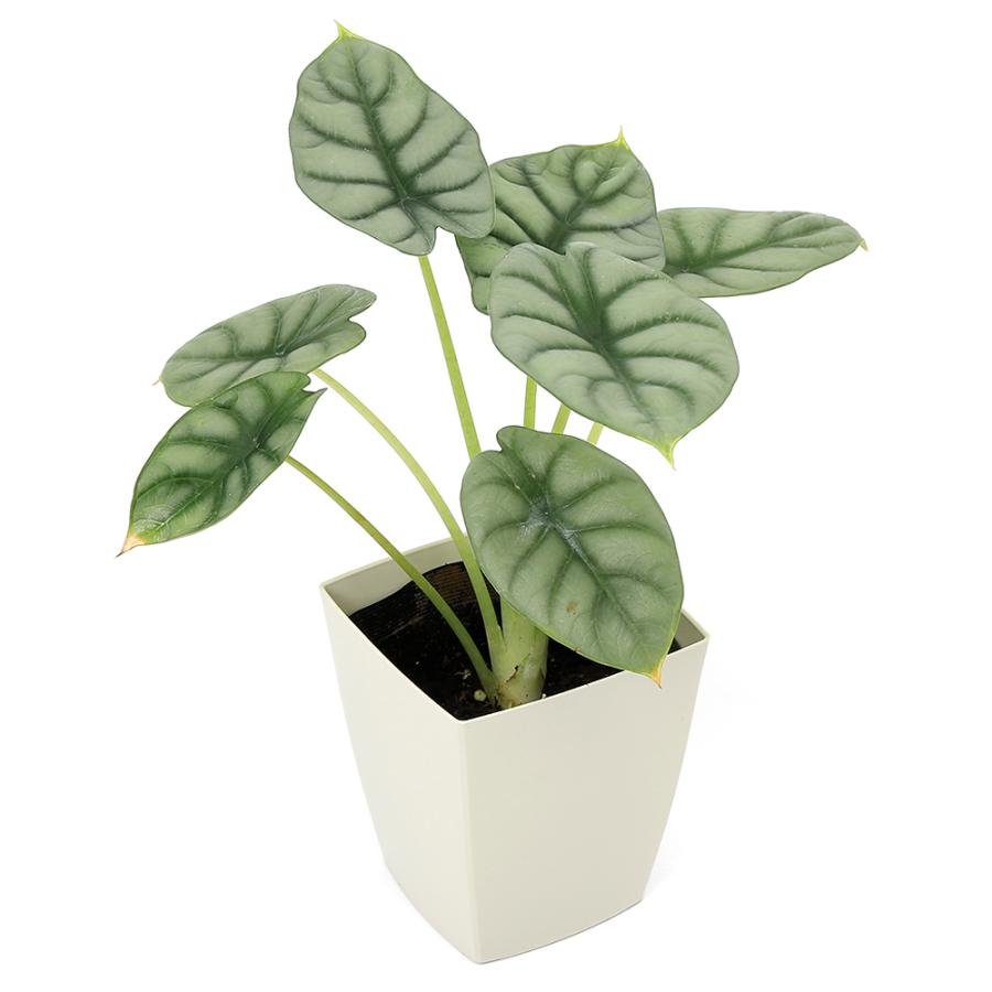 観葉植物）アロカシア シルバードラゴン 4号（1鉢） : チャーム