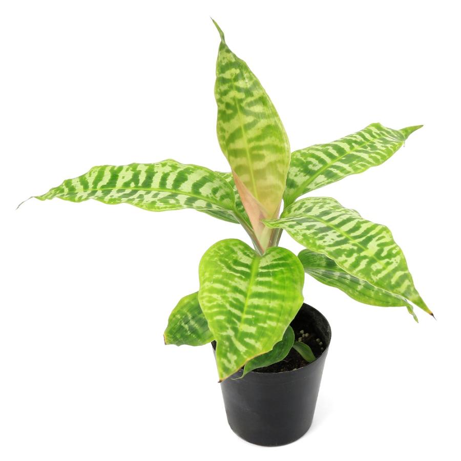 観葉植物）ドラセナ ゴールディアーナ 3号（1ポット） : チャーム