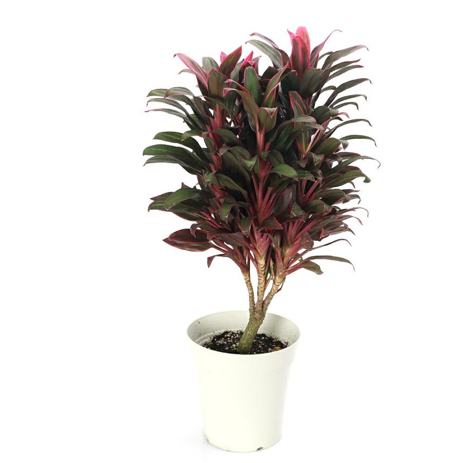 観葉植物）コルジリネ フルティコサ ドール 5号（1鉢） : チャーム