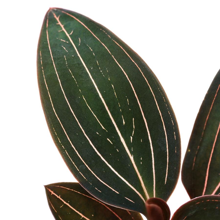 観葉植物）ジュエルオーキッド ホンコンシュスラン 3．5号（1鉢