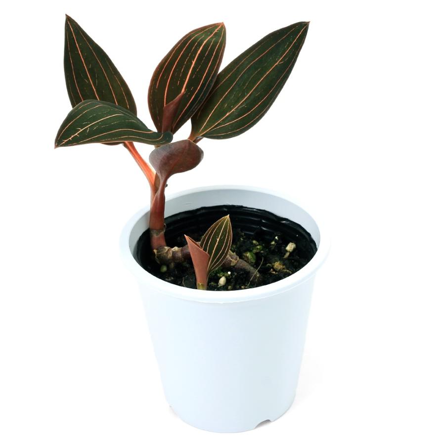 観葉植物）ジュエルオーキッド ホンコンシュスラン 3．5号（1鉢