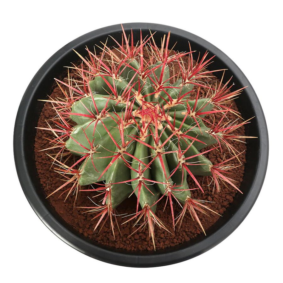赤鳳 サボテン 【樹高:約52 cm】大株 12号鉢 Jun21 セキホウ 赤鳳 サボテン 【樹高:約52 cm】大株 12号鉢 Jun21 セキホウ
