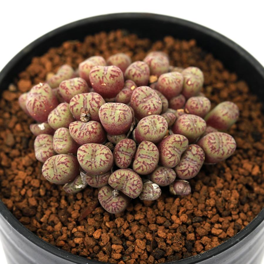 多肉植物）コノフィツム オブコルデルム ロルフィー 2．5号（1