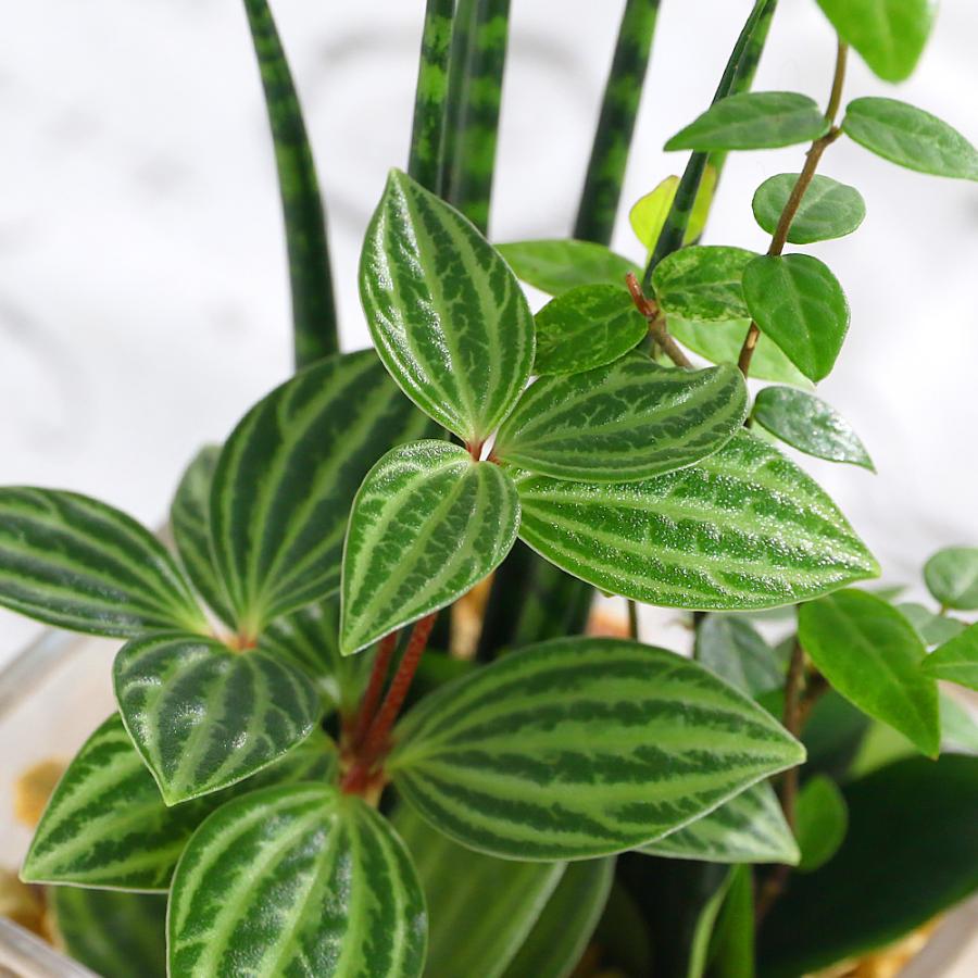 観葉植物）ハイドロカルチャー ミニ観葉3種の寄せ植え ブロックグラス