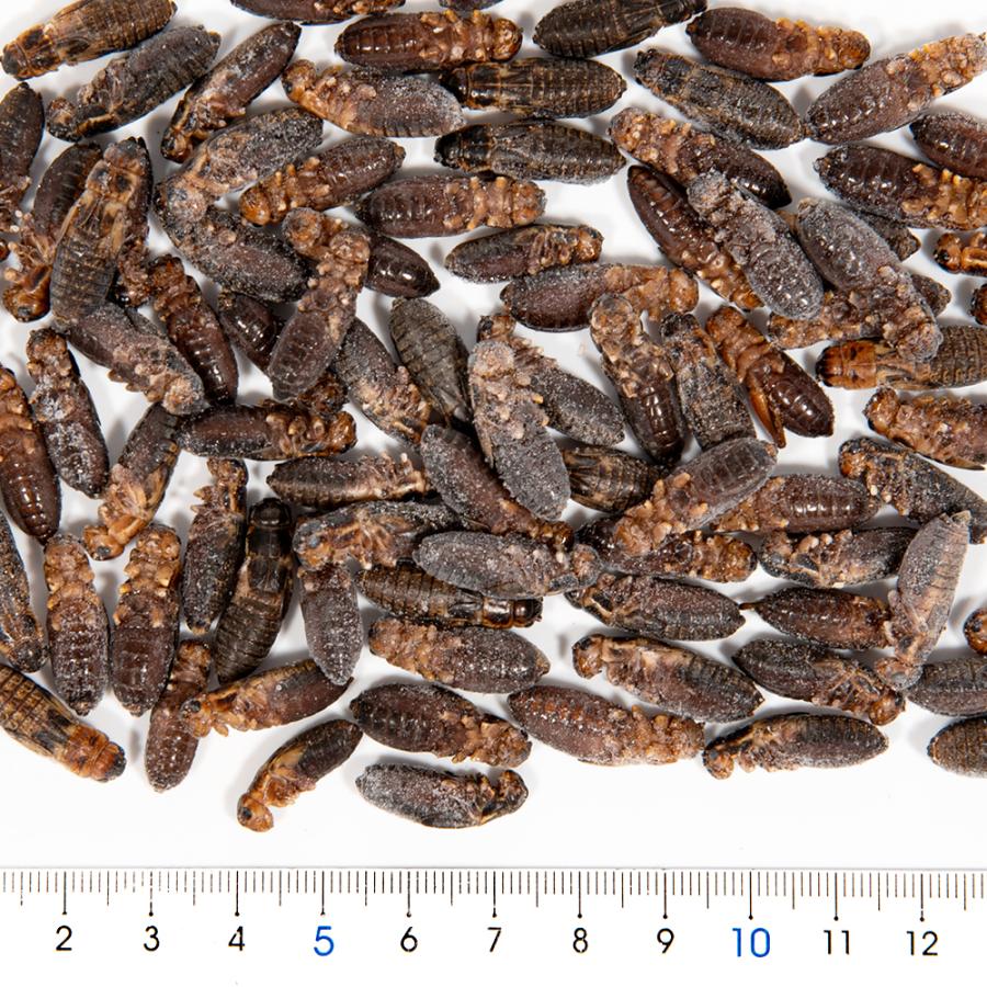 冷凍☆フタホシML 100g 月夜野ファーム 冷凍コオロギ 国産 別途