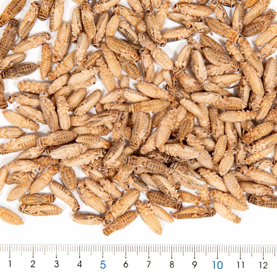 冷凍☆イエコM 100g 月夜野ファーム 冷凍コオロギ 国産 別途