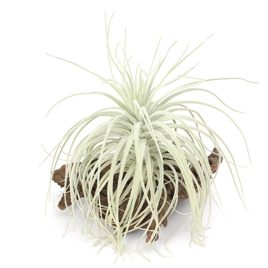 観葉植物）一点物 エアープランツ チランジア テクトラム ワイドリーフ