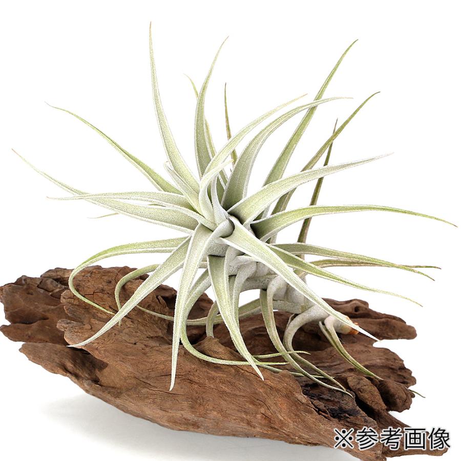 ティランジア・ミトラエンシス・トゥレンシス 観葉植物）一点物 エアープランツ チランジア ミトラエンシス