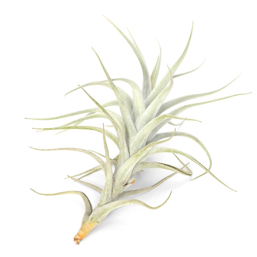 観葉植物）一点物 エアープランツ チランジア ミトラエンシス