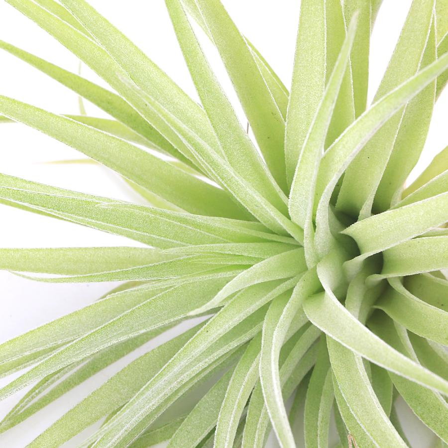 観葉植物）一点物 エアープランツ チランジア ゲミニフローラ XL（1