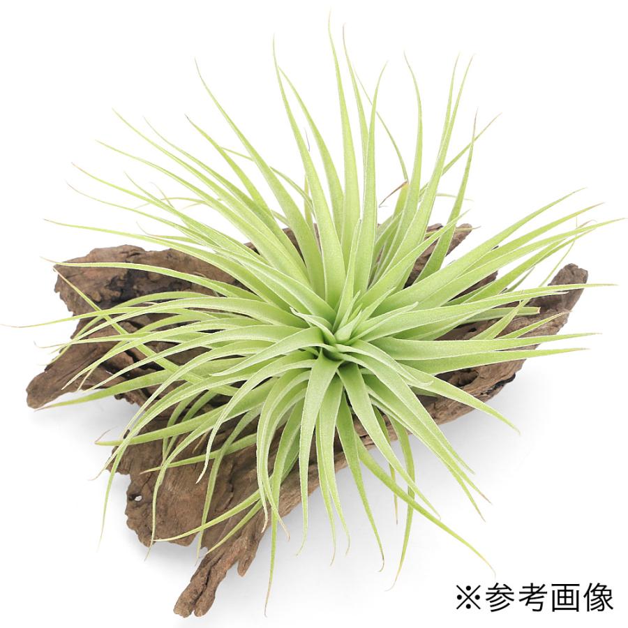 観葉植物）一点物 エアープランツ チランジア ゲミニフローラ XL（1