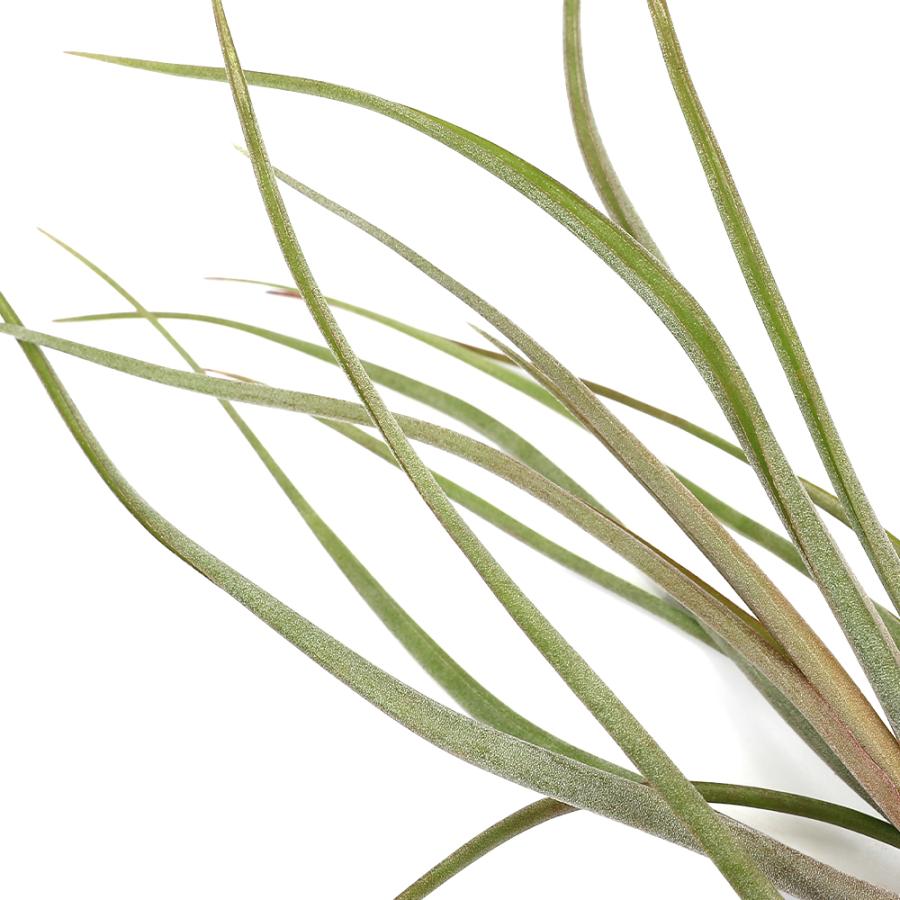 観葉植物）エアープランツ チランジア マリドフィタス（カプト
