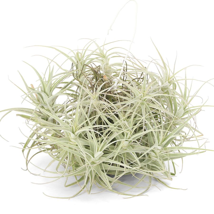 観葉植物）一点物 エアープランツ チランジア プルプレア クランプ（1