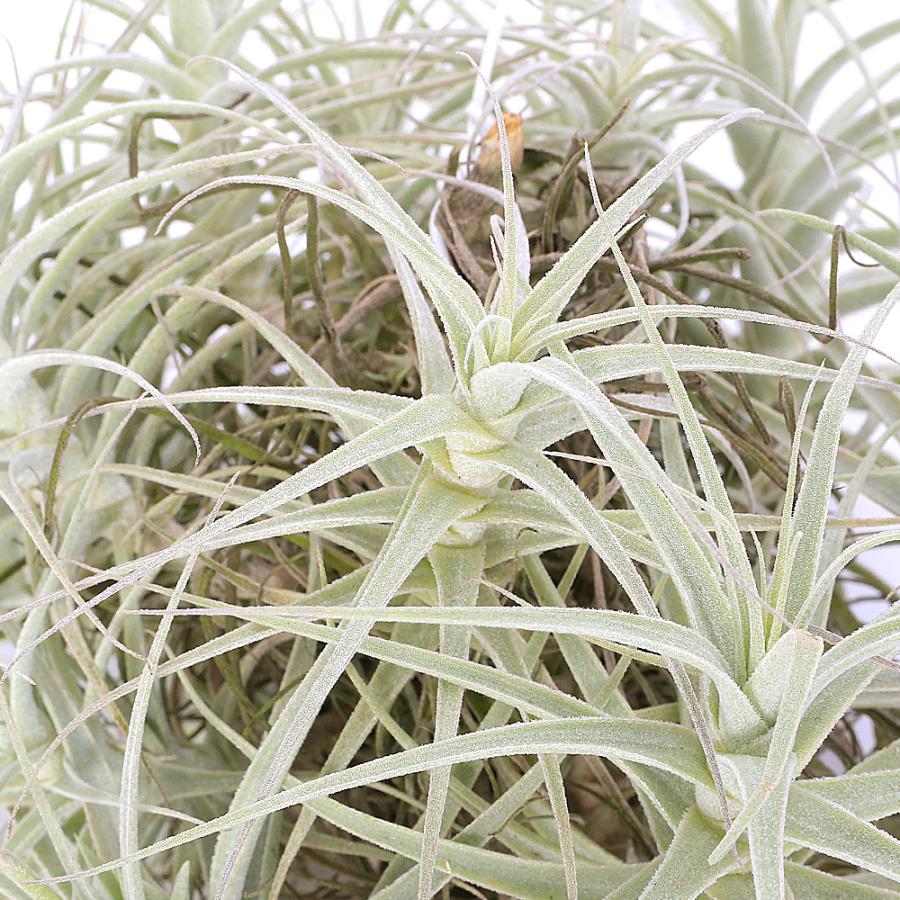 観葉植物）一点物 エアープランツ チランジア プルプレア クランプ（1