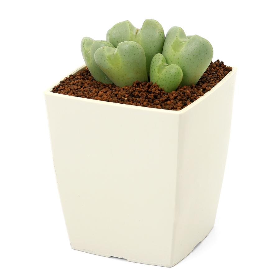 多肉植物）コノフィツム 桃園 3号（1鉢） : チャーム charm ヤフー店