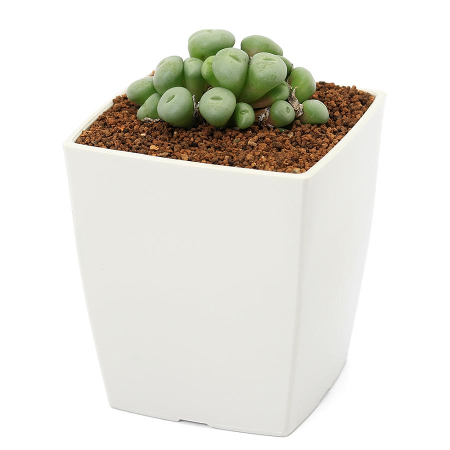 多肉植物）コノフィツム ウィルヘルミー 3号（1鉢） : チャーム