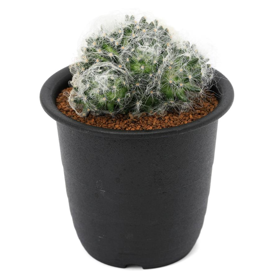 多肉植物）サボテン マミラリア 白光殿 3号（1鉢） : チャーム charm