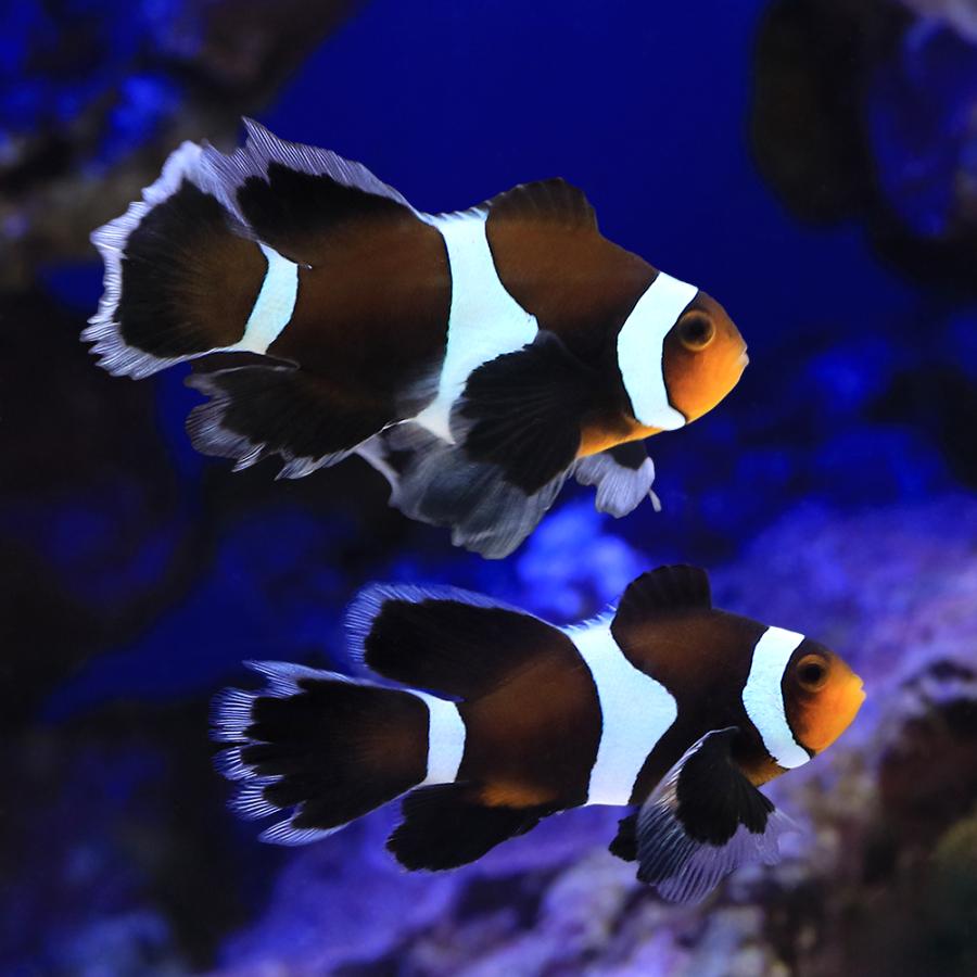ロングフィン　ブラックオセラリス 海水魚）ロングフィンオセラリス セミブラック（ブリード）（1匹