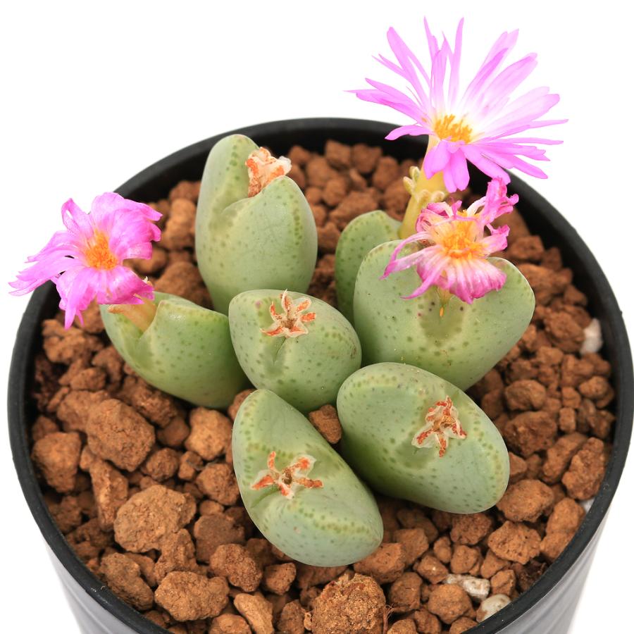多肉植物）コノフィツム 桃園 2号（1鉢） : チャーム charm ヤフー店