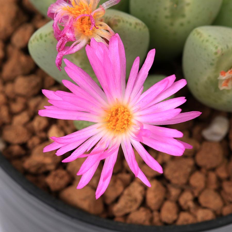 多肉植物）コノフィツム 桃園 2号（1鉢） : チャーム charm ヤフー店