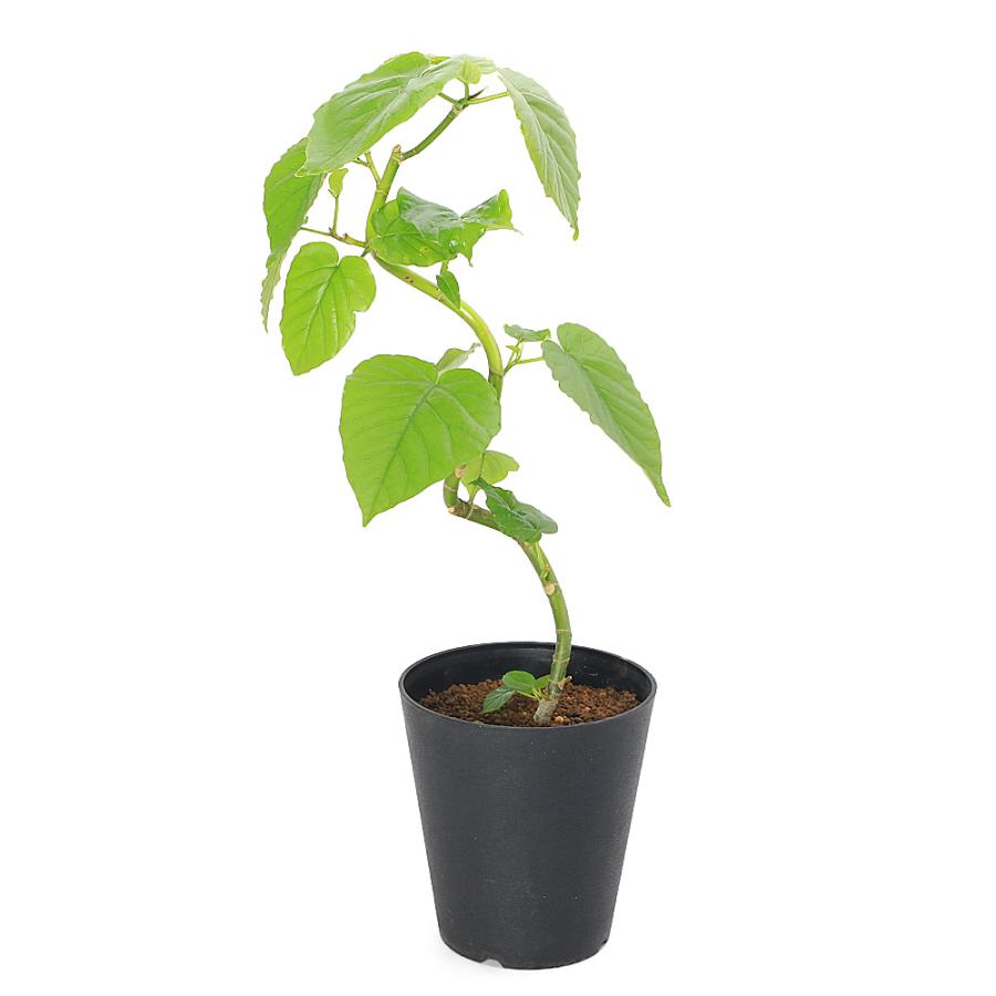 観葉植物）フィカス ウンベラータ 曲がり樹形 5号（1鉢） : チャーム