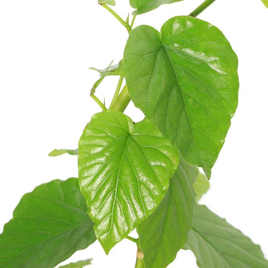 観葉植物）フィカス ウンベラータ 曲がり樹形 5号（1鉢） : チャーム