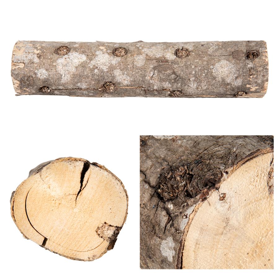 カエデ産卵木　Ｍ　ロング　中目　良材 |  | 01