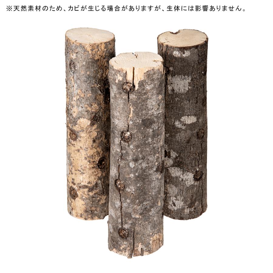 カエデ産卵木　Ｍ　ロング　中目　良材 |  | 02