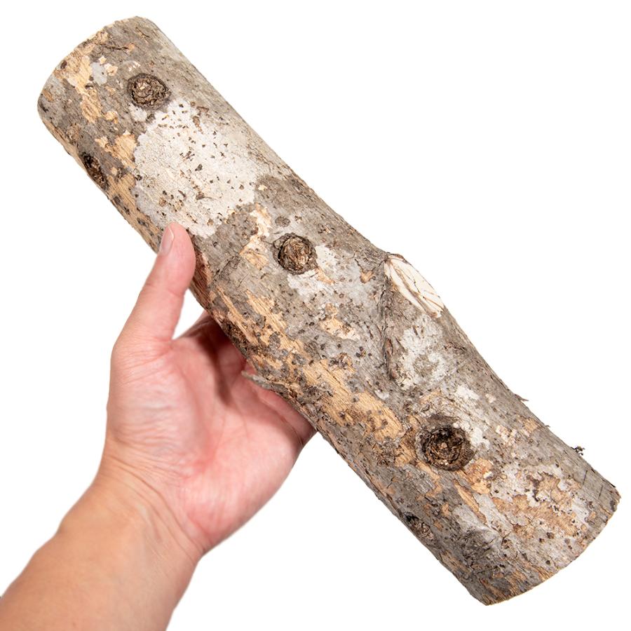 カエデ産卵木　Ｍ　ロング　中目　良材 |  | 03