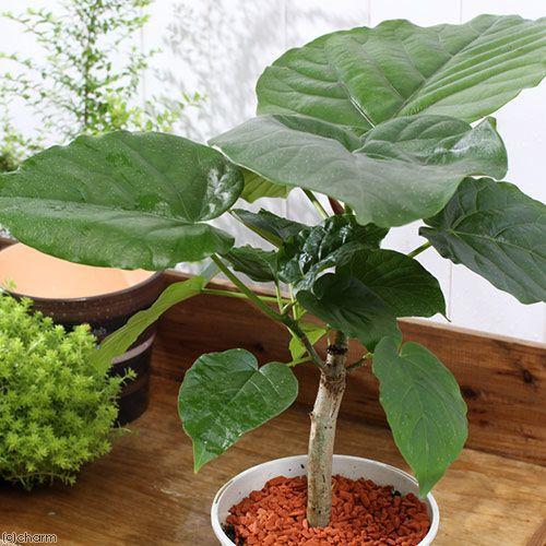 (観葉植物)フィカス ウンベラータ 4号(1鉢)|chanet|02