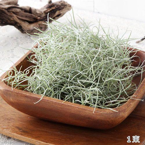 観葉植物 エアープランツ ティランジア ウスネオイデス ファインシルバー １束分 Sonicacts Com