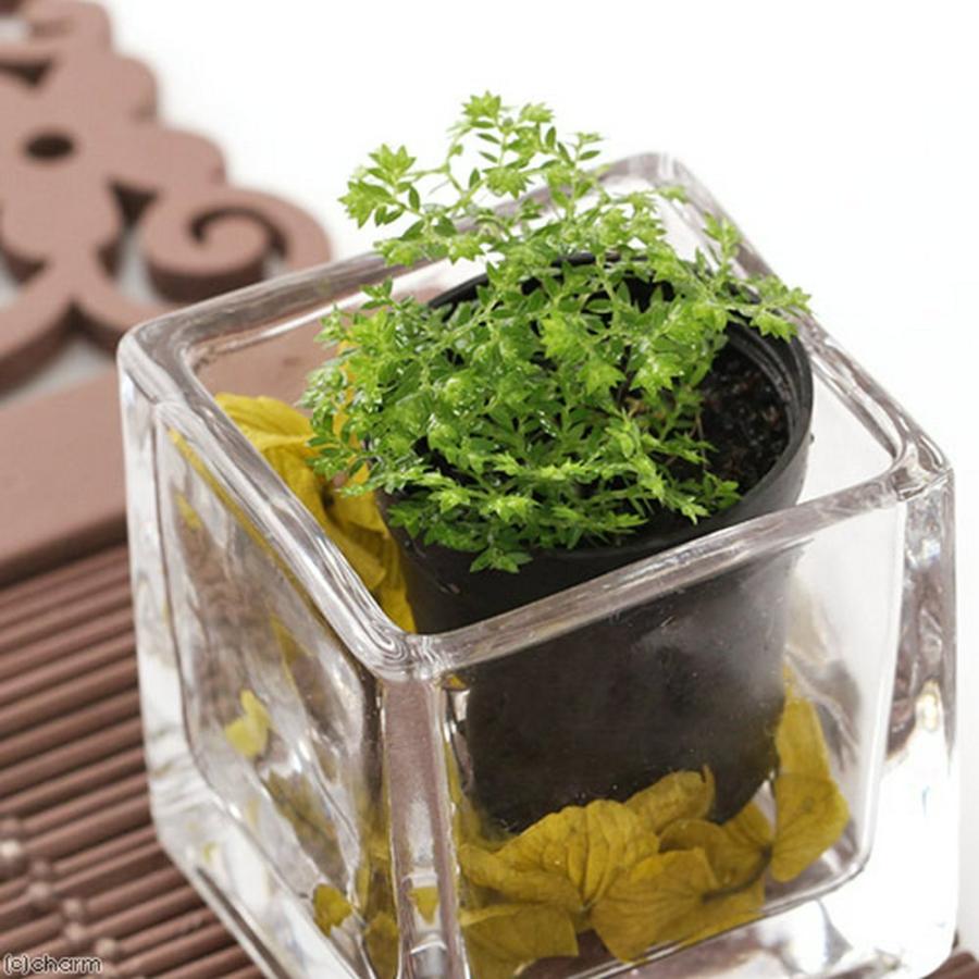 観葉植物 ビバリウムプランツ クッションモス ３ｃｍポット １ポット 北海道冬季発送不可 チャーム Charm Paypayモール店 通販 Paypayモール