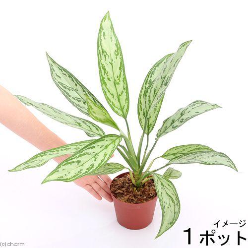 チャーム（ペット） （観葉植物）アグラオネマ シルバークイーン 4号 