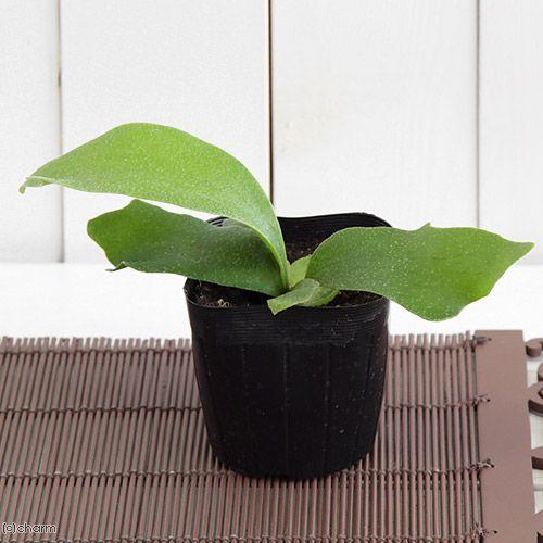 メーカー直売 観葉植物 コウモリラン ビカクシダ アルシコルネ ３号 １ポット Wantannas Go Id