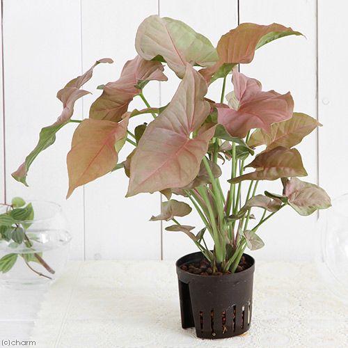 チャーム(ペット) (観葉植物)ハイドロ苗9φ・Lサイズ チャーム(ペット) (観葉植物)ハイドロ苗9φ・Lサイズ